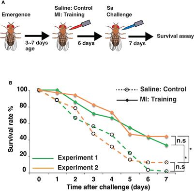 Genetic dissection of innate immune memory in Drosophila melanogaster